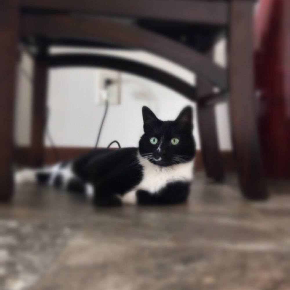 Meet your Posher, Katie